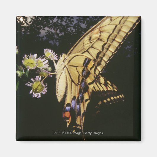 Frack Butterfly auf Blume, nah Magnet (Vorne)