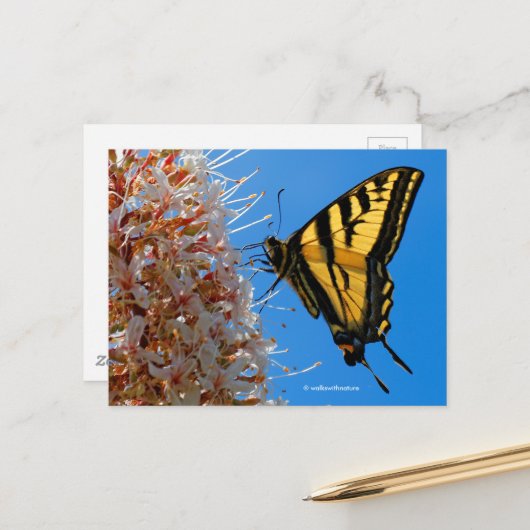 Frack Butterfly auf Buckeye Blume Postkarte (Vorderseite/Rückseite Beispiel)