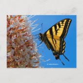 Frack Butterfly auf Buckeye Blume Postkarte (Vorderseite)