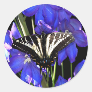 Frack Butterfly auf Delphinien Runder Aufkleber
