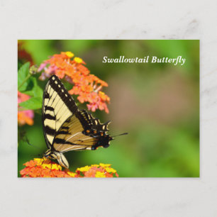 Frack Butterfly auf den Blume von Lantana Postkarte
