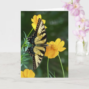 Frack Butterfly auf der Gelben Kosmos-Blume Karte