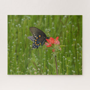 Frack Butterfly auf indischer Paintbrush-Blume Puzzle