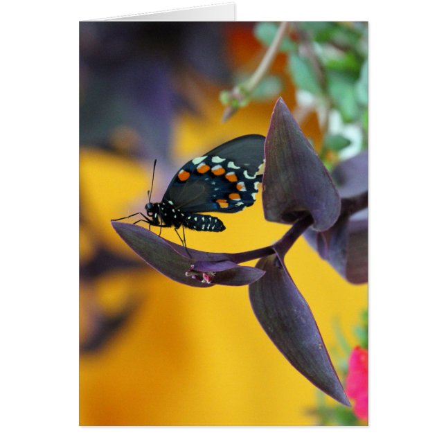 Frack Butterfly auf lila Blüte (Vorne)