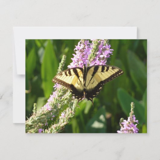Frack Butterfly auf Lila Wildblumen (Vorderseite)