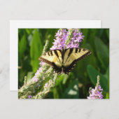Frack Butterfly auf Lila Wildblumen (Vorne/Hinten)