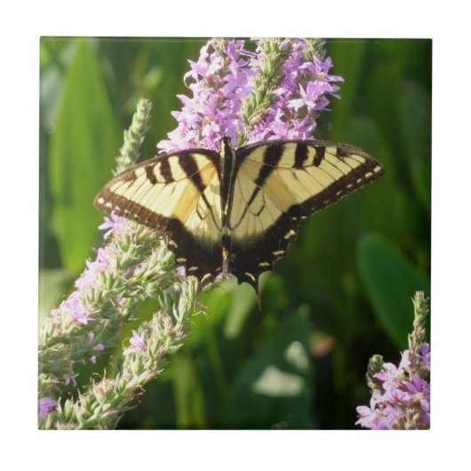 Frack Butterfly auf Lila Wildblumen Fliese (Vorderseite)