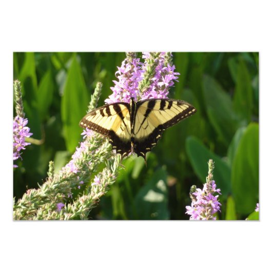 Frack Butterfly auf Lila Wildblumen Fotodruck (Vorne)