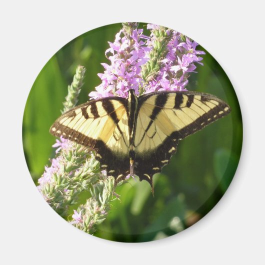 Frack Butterfly auf Lila Wildblumen Magnet (Vorne)