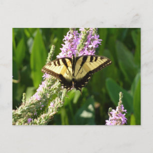 Frack Butterfly auf Lila Wildblumen Postkarte