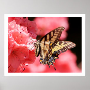 Frack Butterfly auf Pink Azalea Poster