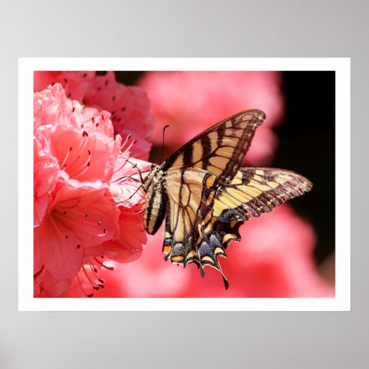 Frack Butterfly auf Pink Azalea Poster (Vorne)