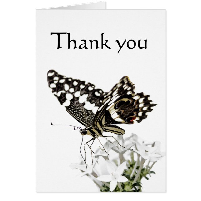 Frack Butterfly Bleich weiß (Vorne)