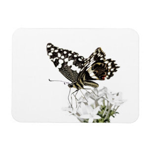 Frack Butterfly Bleich weiß Magnet