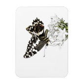 Frack Butterfly Bleich weiß Magnet (Vertikal)