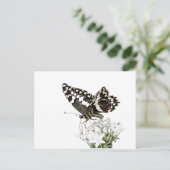 Frack Butterfly Bleich weiß Postkarte (Stehend Vorderseite)