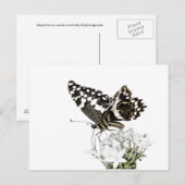 Frack Butterfly Bleich weiß Postkarte (Vorne/Hinten)