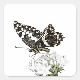 Frack Butterfly Bleich weiß Quadratischer Aufkleber