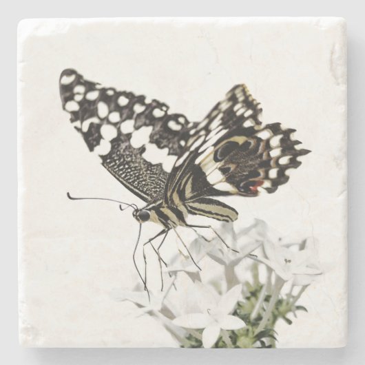 Frack Butterfly Bleich weiß Steinuntersetzer (Vorderseite)