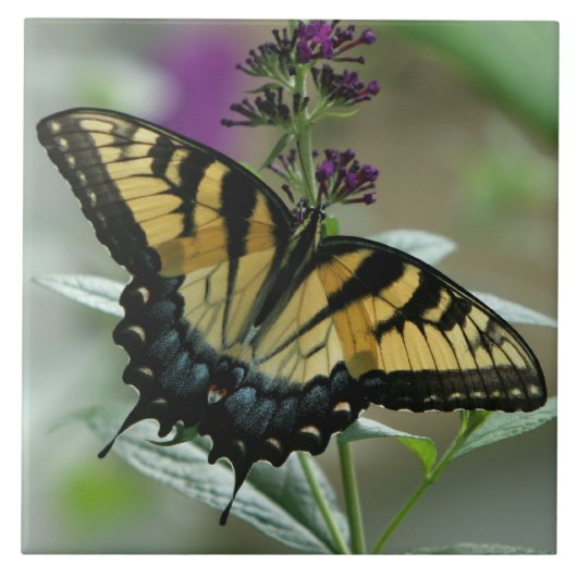 Frack Butterfly Fliese (Vorderseite)