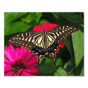 Frack Butterfly Foto