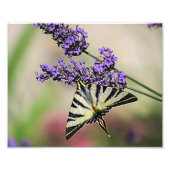 Frack Butterfly Foto (Vorne)