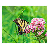 Frack Butterfly Fotodruck (Vorne)