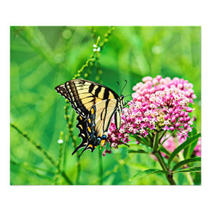 Frack Butterfly Fotodruck