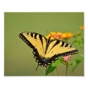 Frack Butterfly Fotodruck
