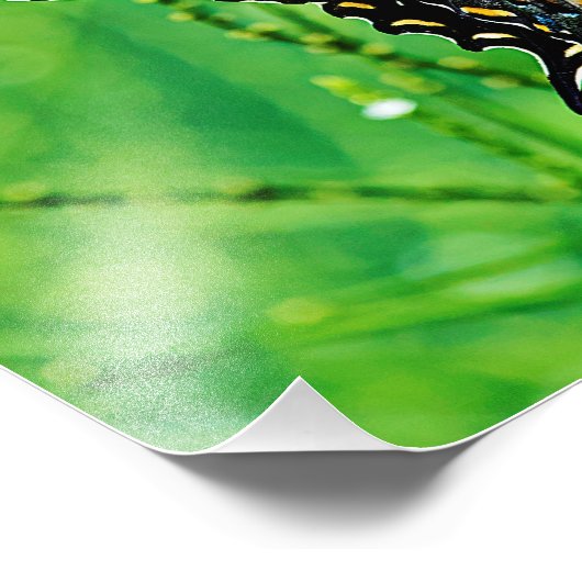 Frack Butterfly Fotodruck (Ecke)