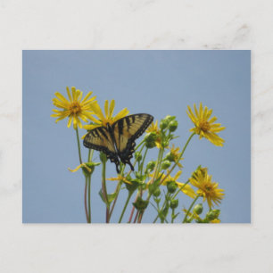 Frack Butterfly gegen den schönen blauen Himmel Postkarte
