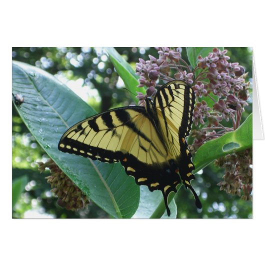 Frack Butterfly I auf Milkweed in Shenandoah (Vorderseite (Horizontal))