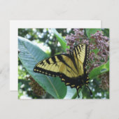 Frack Butterfly I auf Milkweed in Shenandoah (Vorne/Hinten)
