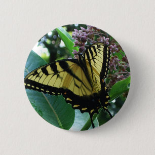 Frack Butterfly I auf Milkweed in Shenandoah Button