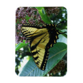 Frack Butterfly I auf Milkweed in Shenandoah Magnet (Vertikal)