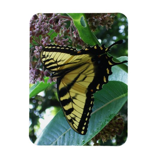 Frack Butterfly I auf Milkweed in Shenandoah Magnet (Vertikal)