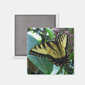 Frack Butterfly I auf Milkweed in Shenandoah Magnet (Vorderseite/Rückseite)