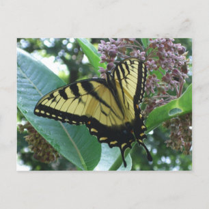 Frack Butterfly I auf Milkweed in Shenandoah Postkarte