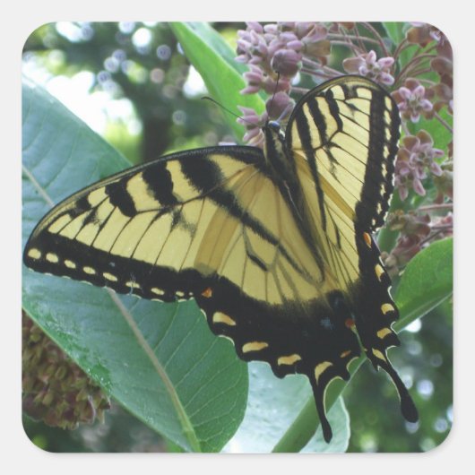 Frack Butterfly I auf Milkweed in Shenandoah Quadratischer Aufkleber (Vorderseite)