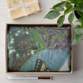 Frack Butterfly I auf Milkweed in Shenandoah Seidenpapier (Geschenk)