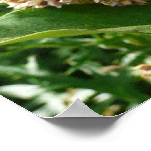 Frack Butterfly II in Shenandoah Poster (Ecke)