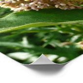 Frack Butterfly II in Shenandoah Poster (Ecke)