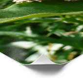 Frack Butterfly II in Shenandoah Poster (Ecke)