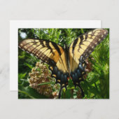 Frack Butterfly III Schönes farbiges Foto (Vorne/Hinten)