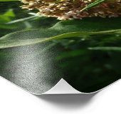 Frack Butterfly III Schönes farbiges Foto (Ecke)