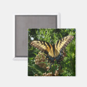 Frack Butterfly III Schönes farbiges Foto Magnet (Vorderseite/Rückseite)