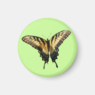 Frack Butterfly III Schönes farbiges Foto Magnet