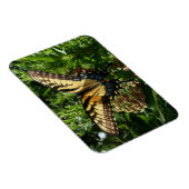 Frack Butterfly III Schönes farbiges Foto Magnet (Rechte Seite)