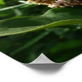 Frack Butterfly III Schönes farbiges Foto Poster (Ecke)