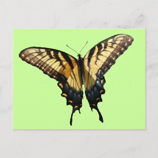 Frack Butterfly III Schönes farbiges Foto Postkarte (Vorderseite)